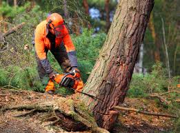 Best Storm Damage Tree Cleanup  in Marlboro Village, MD