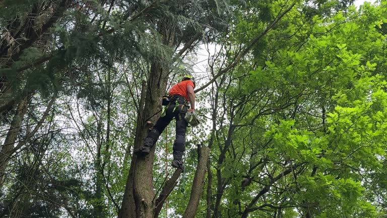 How Our Tree Care Process Works  in  Marlboro Village, MD