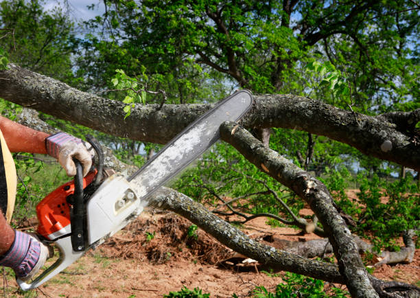 Reliable Marlboro Village, MD Tree Removal Solutions